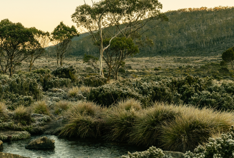TASMAN TIDE